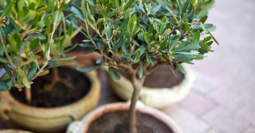 Olivenbaum-Pflege: Die 3 häufigsten Fehler