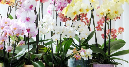 Orchideen düngen: So geht’s richtig
