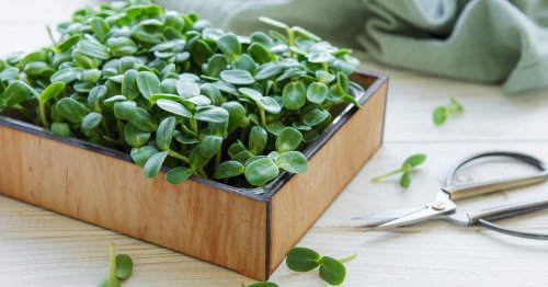 Microgreens: Diese 5 Gemüse sind Top-Energiespender