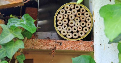 Nisthilfen für Wildbienen basteln: So geht’s