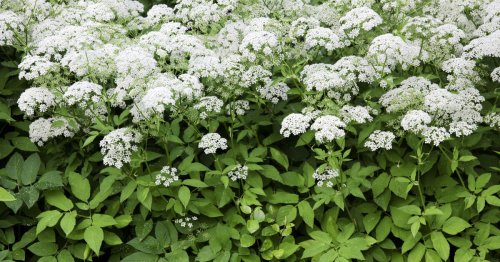Giersch-Problem? Diese 5 Pflanzen sind harte Gegner!