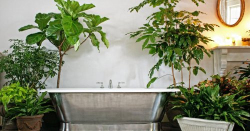 Pflanzen fürs Bad: Diese eignen sich am besten