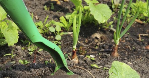Nutzgarten: Die wichtigsten Gartentipps im Mai