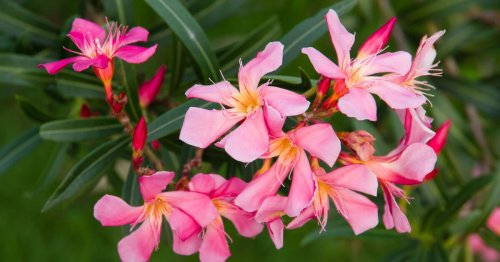 Oleander überwintern: Die 3 größten Fehler