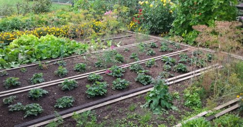 Gemüse anbauen: Tipps für die Anbauplanung