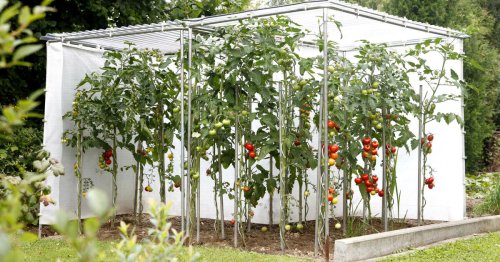 Tomatenhaus: 5 Profi-Tipps zur Nutzung