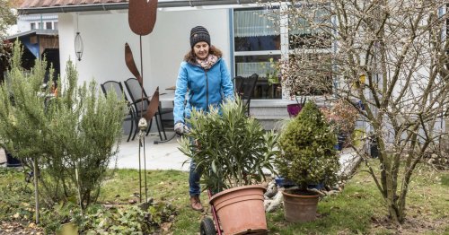 Oleander überwintern: Pflegetipps fürs Winterquartier