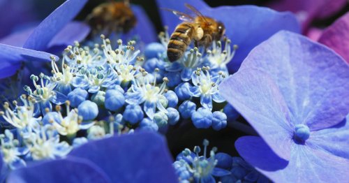Diese 10 Pflanzen sind für Bienen völlig nutzlos