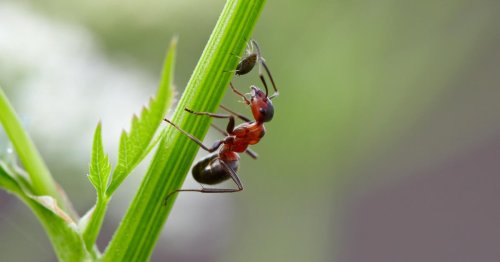 Ameisen vertreiben und bekämpfen