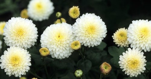 Chrysanthemen in Weiß: Die 5 schönsten Sorten