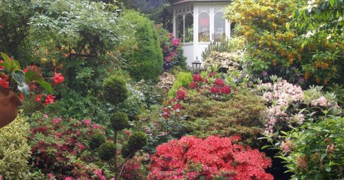 Rhododendrongarten: Die schönsten Begleit-Pflanzen