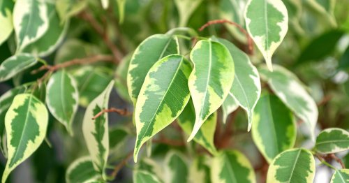 Ficus verliert Blätter? 3 Fehler bei der Pflege
