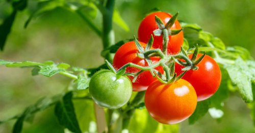 Tomaten vorziehen: Mit diesen 3 Tipps klappt’s garantiert