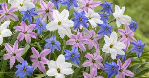 12 schöne Frühlingsblumen, die kaum einer kennt