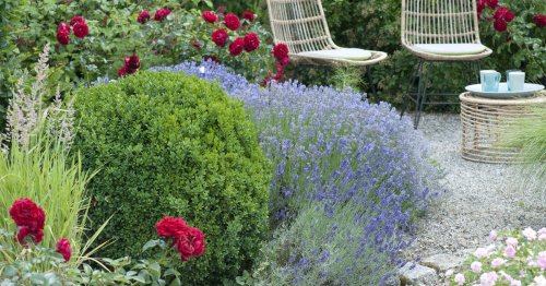 Lavendel: 3 Tipps für die perfekte Blütenpracht