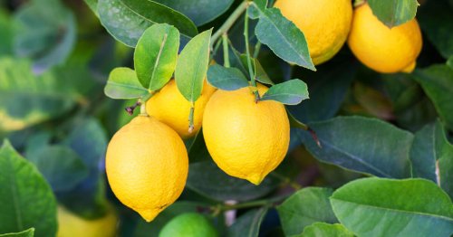 Zitronenbaum überwintern: 3 Profi-Tipps