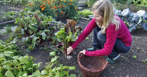 Nutzgarten: Die besten Gartentipps im Oktober
