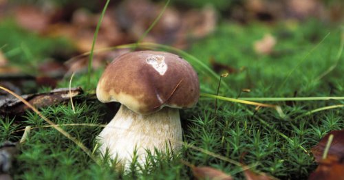 Die besten Tipps für die Pilzsaison