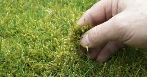 Moos im Rasen entfernen ohne vertikutieren
