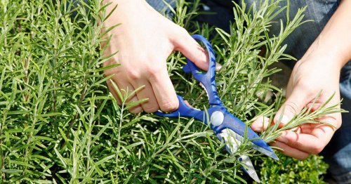 Rosmarin schneiden: 3 Profi-Tipps