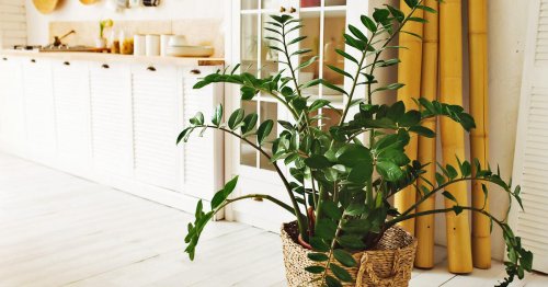 Zamioculcas: 3 Fakten über die härteste Zimmerpflanze der Welt