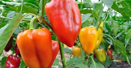Paprika anbauen: 3 Tricks, die sonst nur Profis kennen
