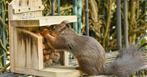 Eichhörnchenfutterhaus bauen: 3 Tipps