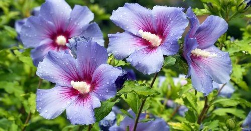 Hibiskus umpflanzen: So geht’s
