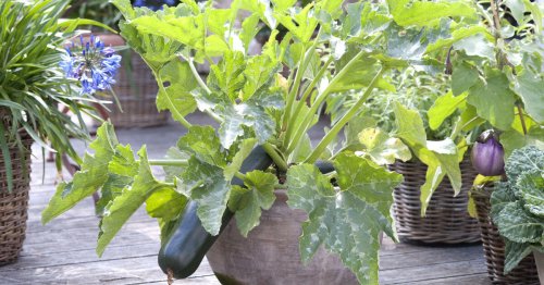 Zucchini im Topf anbauen: Geht das und wenn ja, wie?