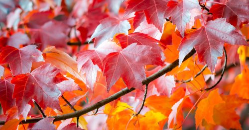 Amberbaum: 3 spannende Fakten zum Herbstkönig