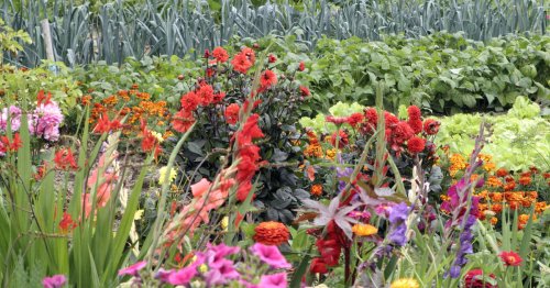 Blumen für den Bauerngarten: Blühender Pflanzenschutz