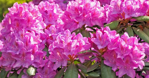 Rhododendron düngen: Darauf kommt es an