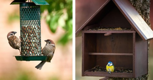 Vogelhaus oder Futtersäule: Was ist besser?