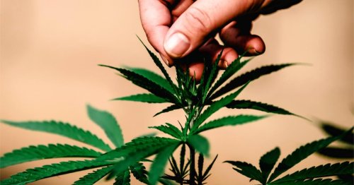 5 Tipps für den Hanf-Anbau