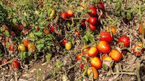 Tomaten-Traum: Tarte de tomates anciennes