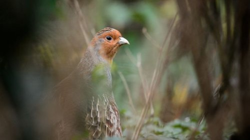 Nabu: Jede siebte Vogelart in Baden-Württemberg ist bedroht