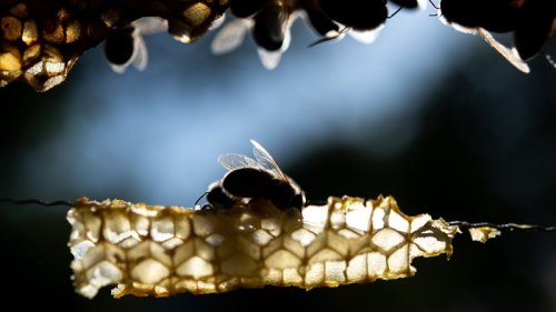 Leere Honigtöpfe: kühler Frühling war für Bienen schwierig