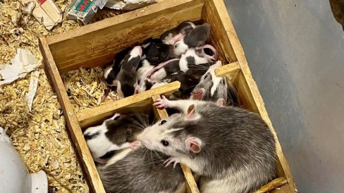 100 Ratten in Karlsruher WG-Zimmer gefunden