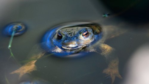„Rote Liste“: Mehr als Hälfte der Amphibien- und Reptilienarten gefährdet