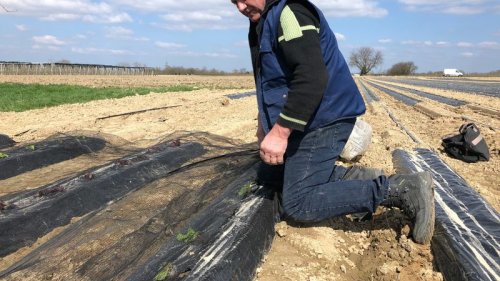 Schäden auf Feldern: Was tun gegen Krähen? Jagd sorgt für Debatte