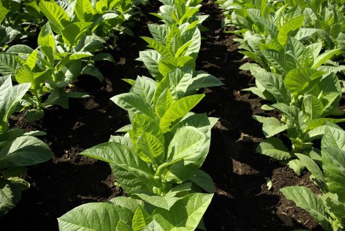 Tabakbauern in Baden-Württemberg erwarten gute Ernte
