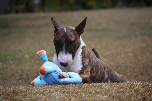 Miniatur Bullterrier wird zum Retter: Hund „Rudi“ findet bewusstlosen Handwerker