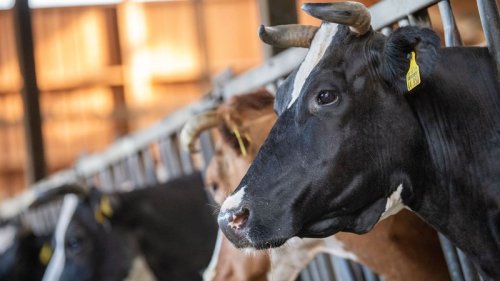 Immer weniger Milchbauern in Baden-Württemberg