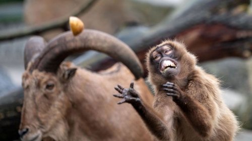 Sparen ohne Sperren: Zoos in Baden-Württemberg in der Energiekrise