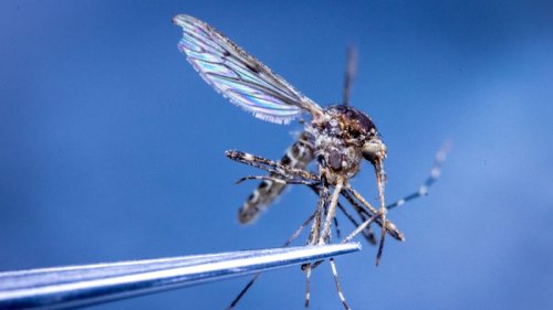 Stechmückenbekämpfer am Oberrhein wieder im Einsatz