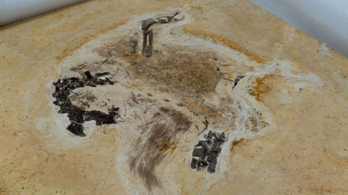 Naturkundemuseum Karlsruhe: Wohl illegal beschafftes Fossil zurück in Brasilien