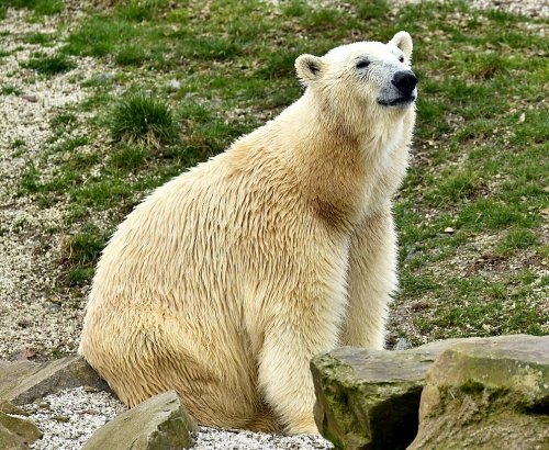 Eisbär-Nachwuchs im Karlsruher Zoo geplant: Weibchen „Nuka“ ist eingezogen