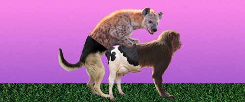 Why Is It Called Doggy Style When Nearly Every Animal Does It from Behind?