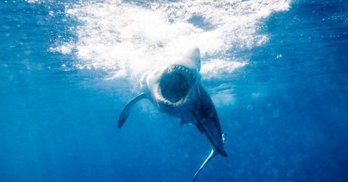 Surfer Survives Second Shark Attack on Same Florida Beach, 11 Years Apart