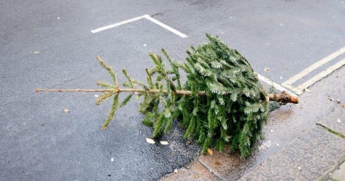 Woman Loses 'Debilitating Pain' Insurance Payout After Entering Christmas Tree Tossing Contest